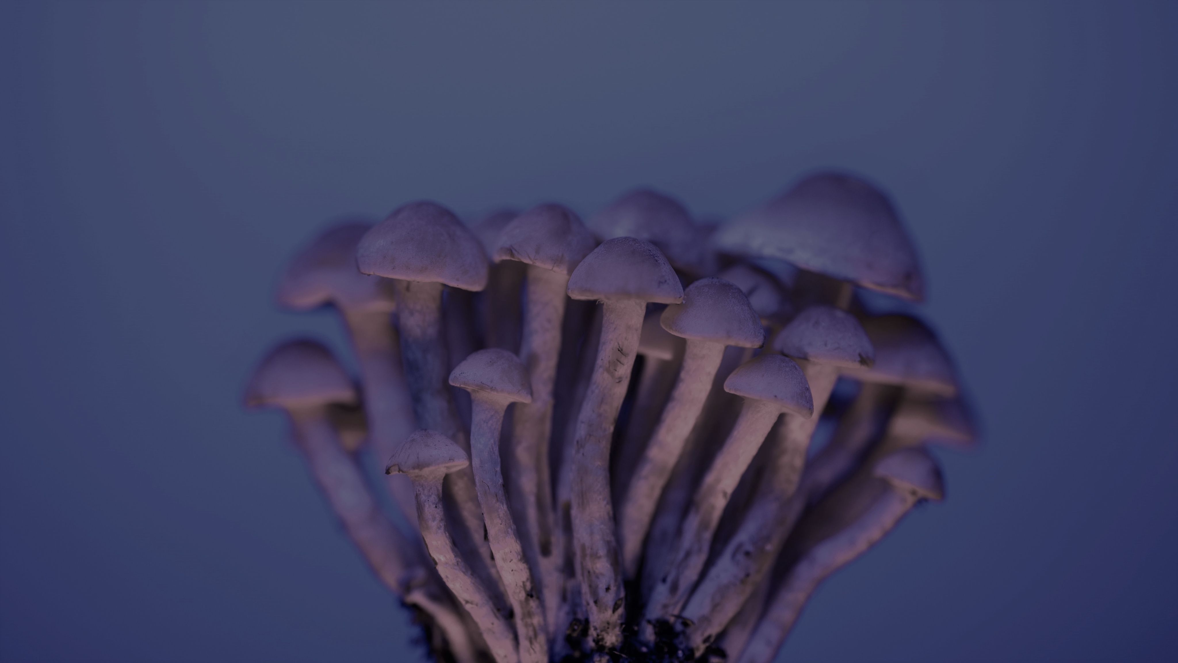 Could Magic Mushrooms Be The Future Of Anti Aging Medicine? - sh2u8c9